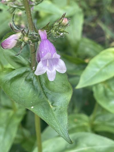 calico-beardtongue-1.JPG