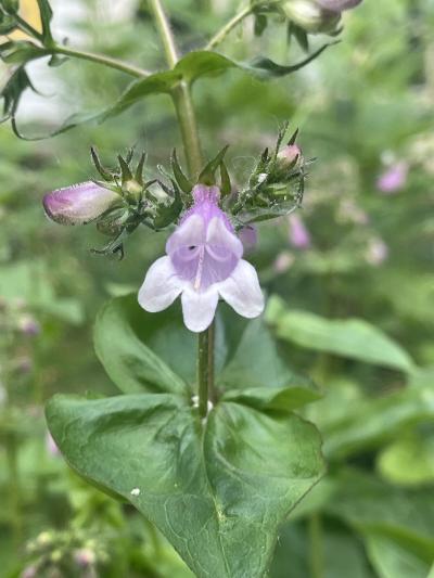 calico-beardtongue-2.JPG