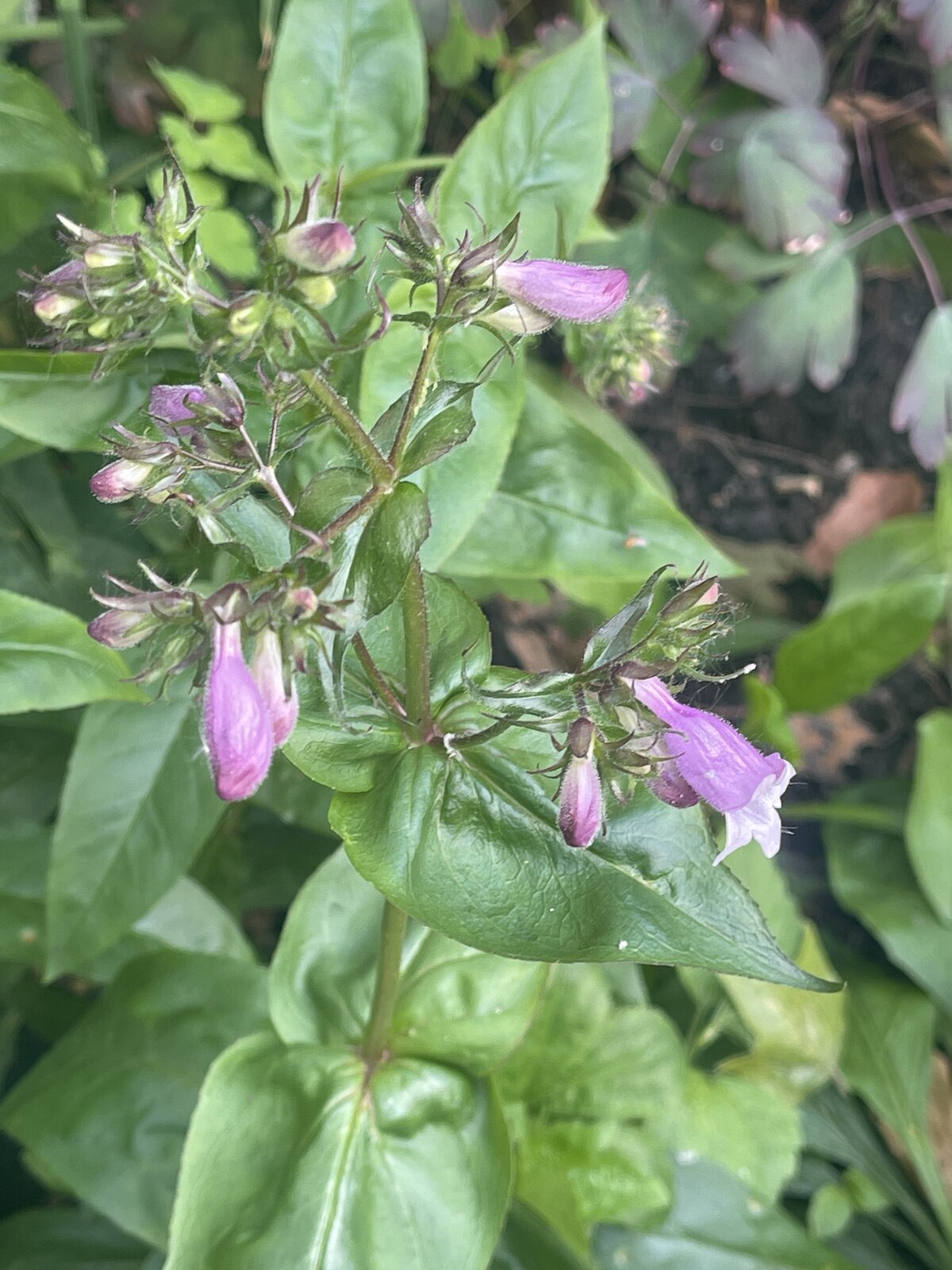 calico-beardtongue-3