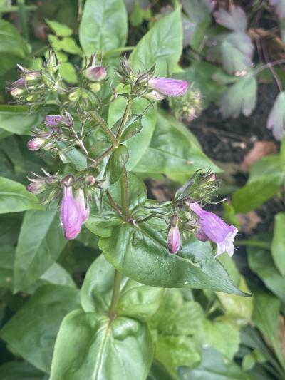 calico-beardtongue-3.JPG