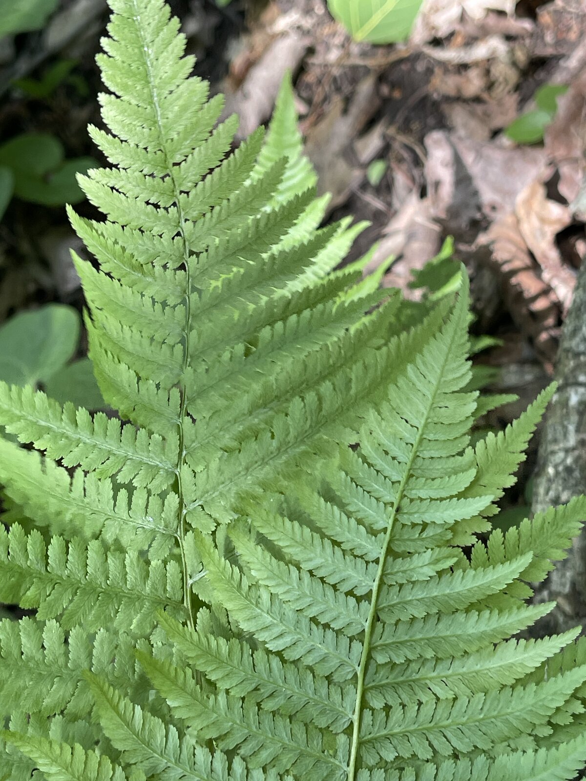 lady-fern-driftless-hillside