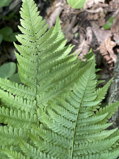 lady-fern-driftless-hillside.jpg