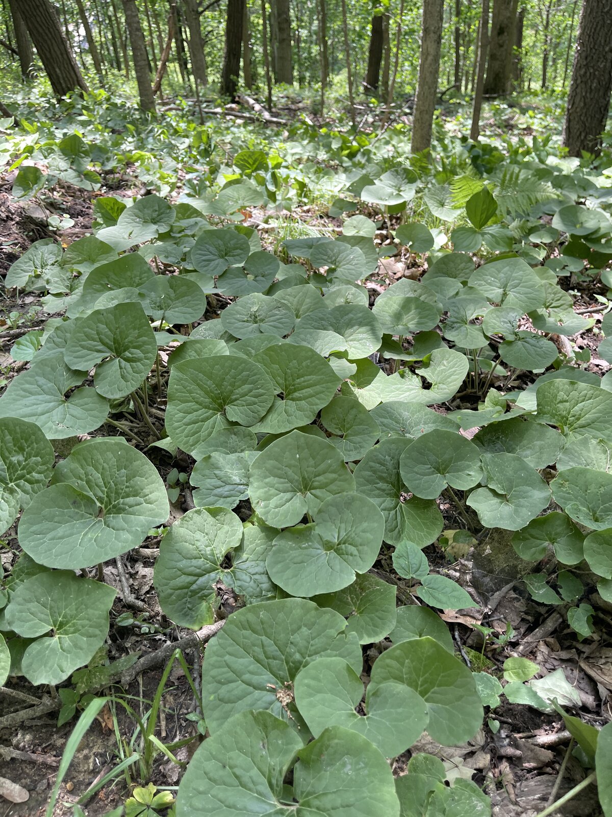 wild-ginger-driftless-hillside