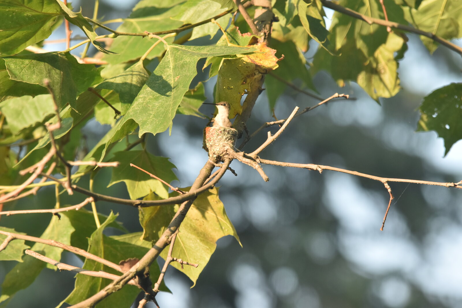 hummingbird-nest-2