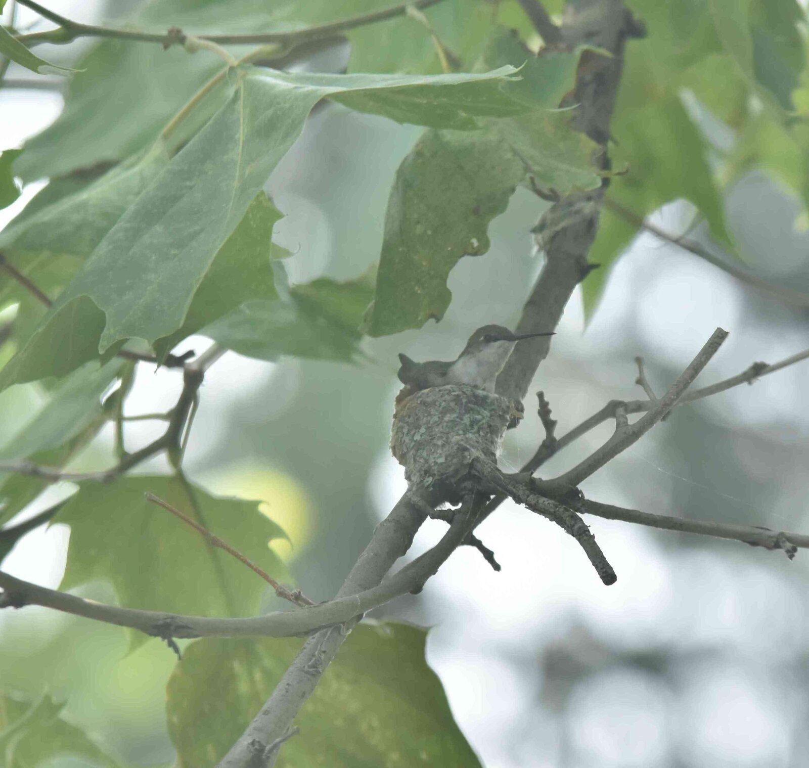 hummingbird-nest-3