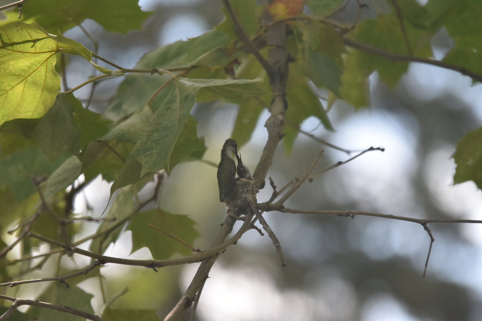 hummingbird-feeding-1
