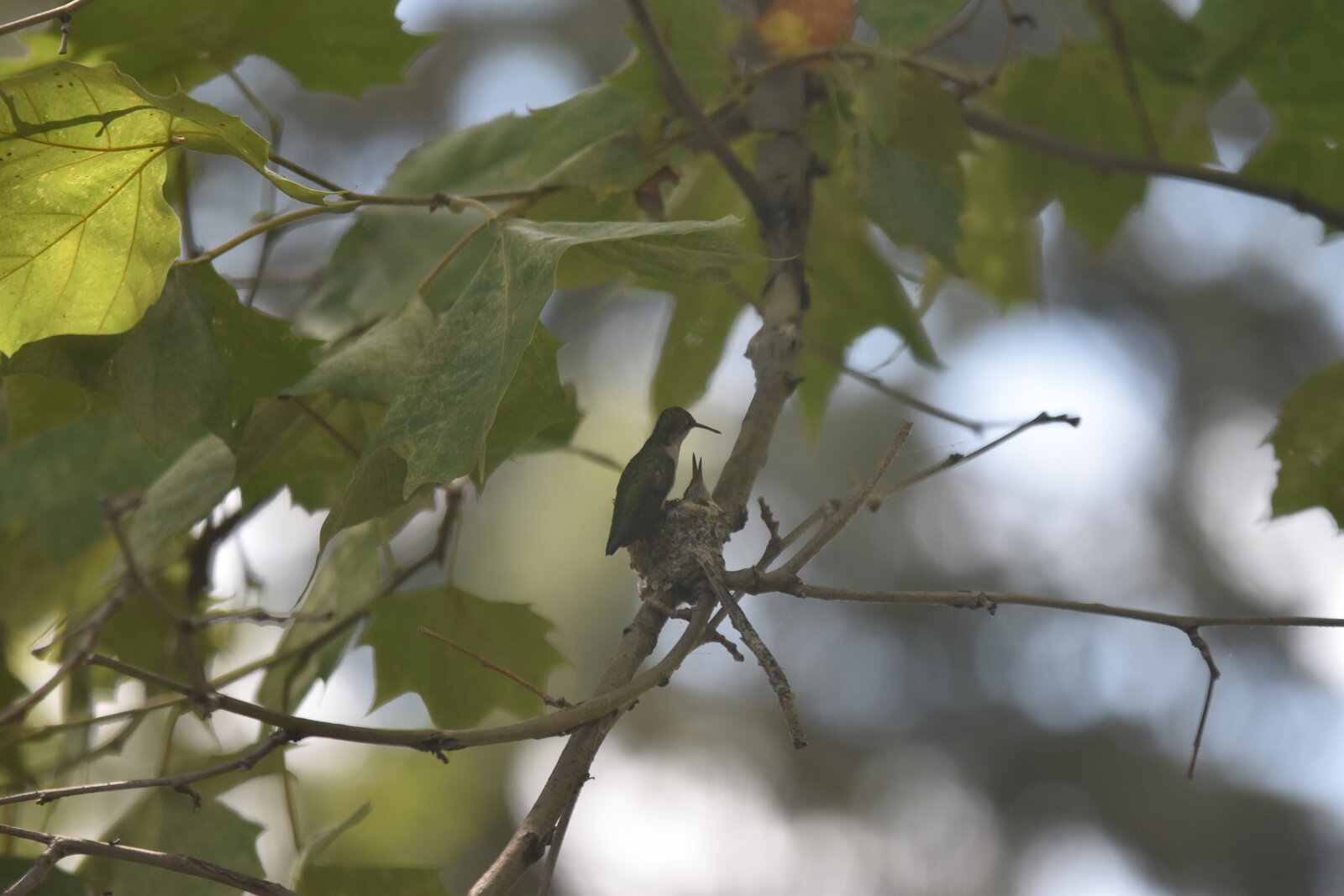 hummingbird-feeding-2