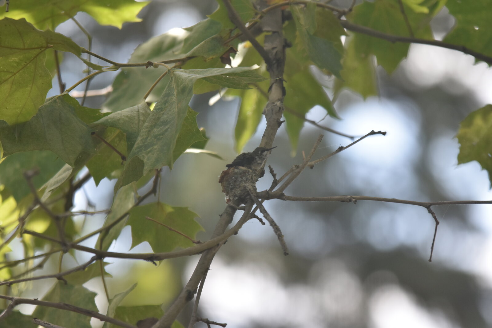 hummingbird-fledgling-ready