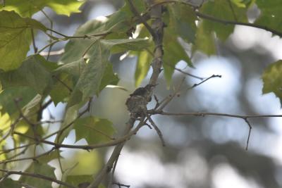 hummingbird-fledgling-ready.JPG