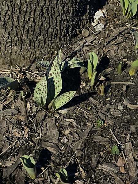 trout lily
