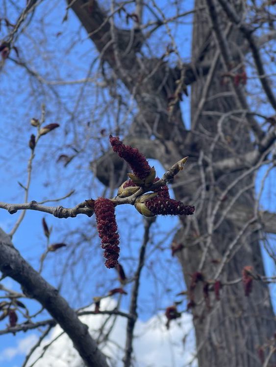 emergent catkins on a cottonwood tree