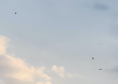 close-up of birds