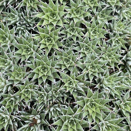 Dwarf bromeliad